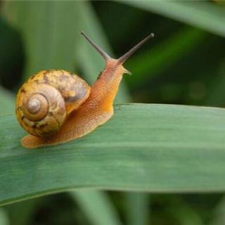慢腾腾的小蜗牛The slow snail