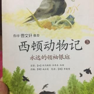 西顿动物记3——永远的领袖银斑（下）