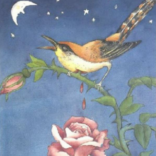 【阳光小屋】——夜莺与玫瑰🌹
