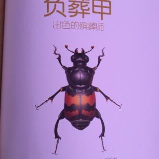 法布尔昆虫记之负葬甲出色的殡葬师