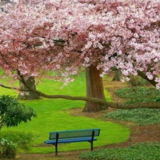 《一棵开花的树》席慕蓉--朗诵：胡铂滢