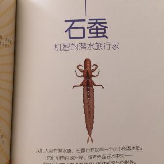 昆虫记石蚕外形图片