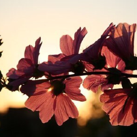 在线收听_飞彤小可92_荔枝fm