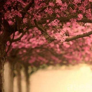 生命是一树花开