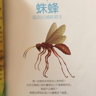 法布尔昆虫记之蛛蜂--聪明的捕蛛猎手