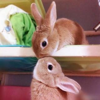 大兔子和小兔子的爱情故事—我有多想你