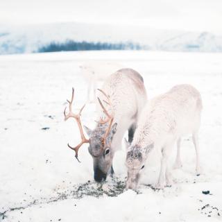 林清玄《煮雪》