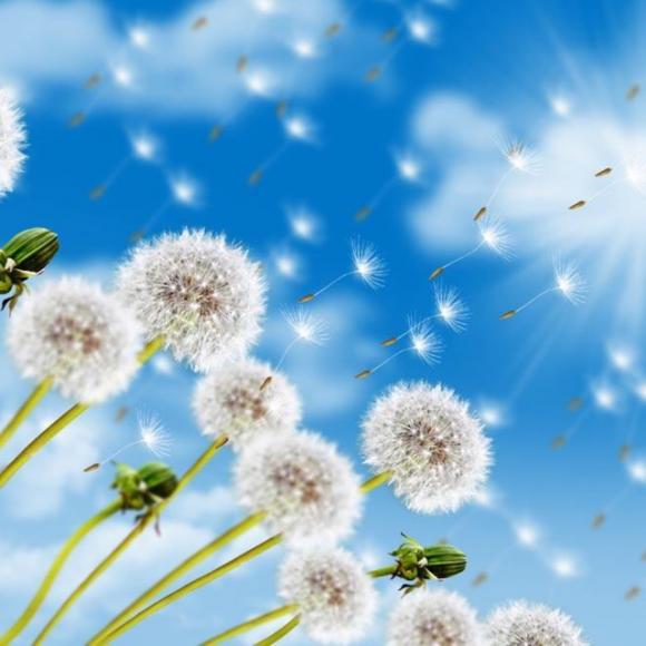 会飞的蒲公英