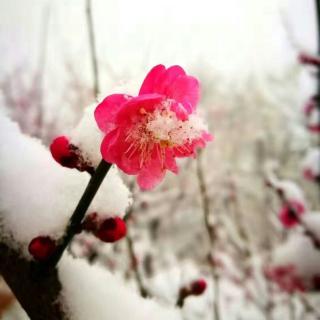 冬雪·雪之韵～子禾