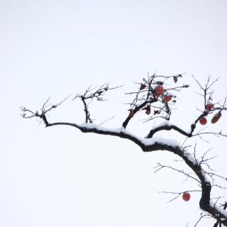 春天读诗：此刻正有雪花落下