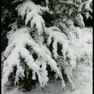 《我在落雪的日子里，想你》朗诵  郭文波