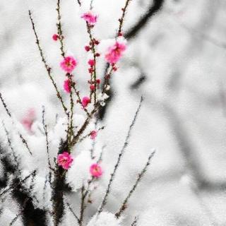 为你读诗 《春雪》（爸爸）