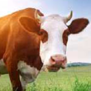 为什么真正的牛人往往默默无闻？