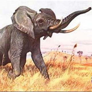 【大自然的朋友们】No.10 语文课本中《黄河象》的故事