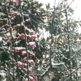 雪  (节选)  鲁迅