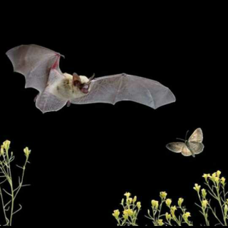 夜蛾怎么躲避蝙蝠的追杀？