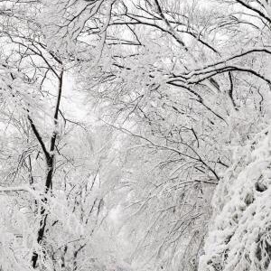 可否，快递一捧雪花给我