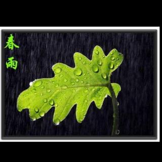 诗歌：《春雨》       作者：王荣华