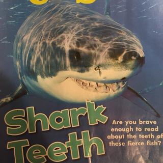 雯雯读: 鲨鱼的牙齿 (一年级水平) Shark Teeth