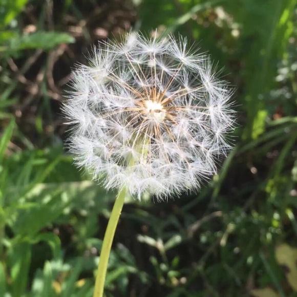 上一期:太陽與大地之間的植物 下一期:3 大地之母的嬰兒—菌類