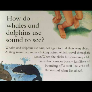 How do whales and dolphins use sound to see?(科普阅读1)