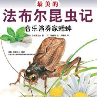 法布尔昆虫记——蟋蟀