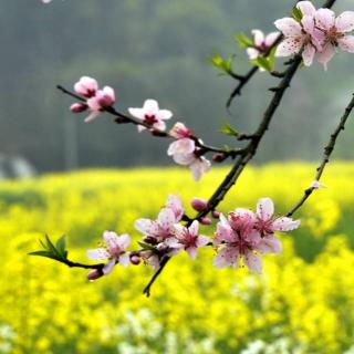 春日-朱熹（配乐）