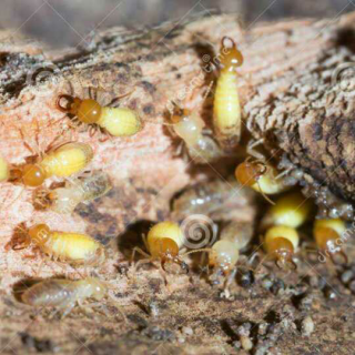 为什么白蚁可以消化木头呢？