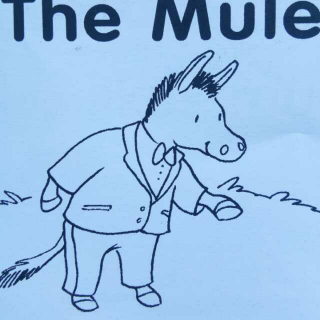 The mule