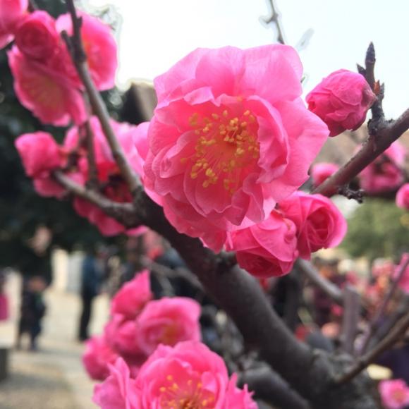 开满鲜花的的头