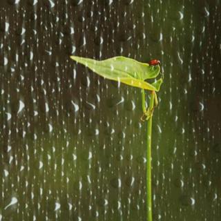 春雨又沐二月二