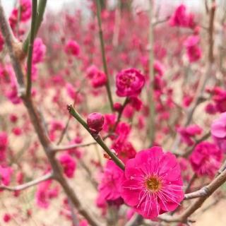 花开无语，花谢迷离～沉淀