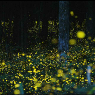 迷幻 · Dance of the Fireflies - Philter