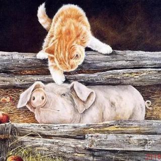 猫和猪是好朋友