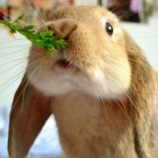 兔子不采萝卜怎么办？