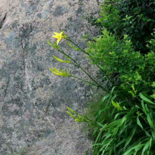 百合花开