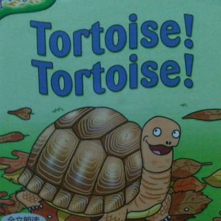 【乐乐】Tortoise! Tortoise!