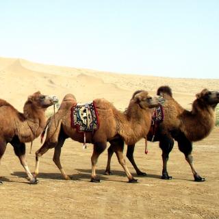 【方承一识百科】世界上有两大类骆驼