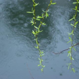 第一场春雨落下来