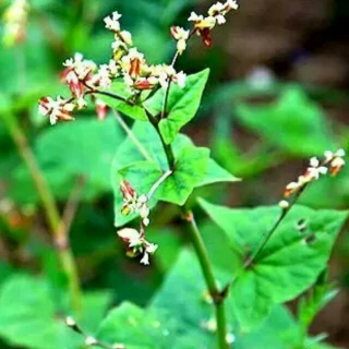 荞麦花儿开