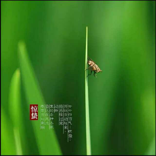 三月惊蛰，满眼桃花笑春风