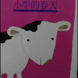 小牛🐮的春天