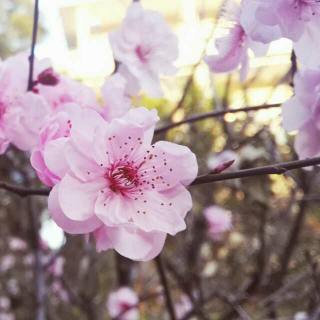 春暖花开，岁月娟然