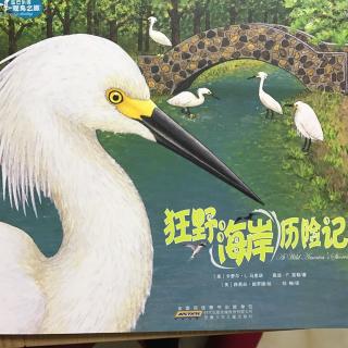 《狂野海岸历险记》蓝色乐团观鸟之旅