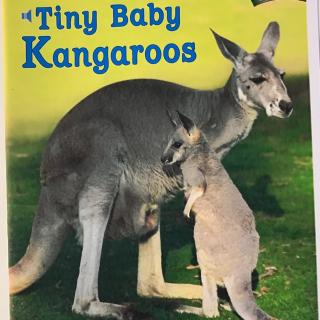13 Tiny baby kangaroos