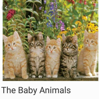 The Baby Animals