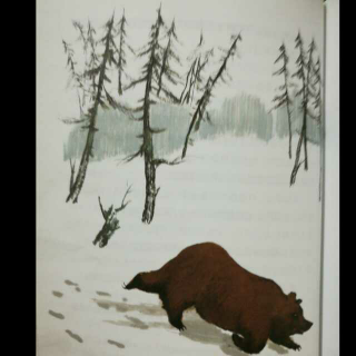 森林报（冬）猎熊