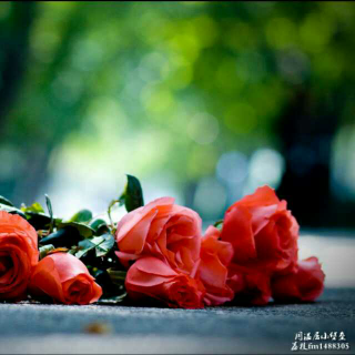 宇西——《红玫瑰🌹》