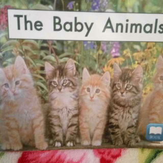 依依妈读海尼曼～The baby animals