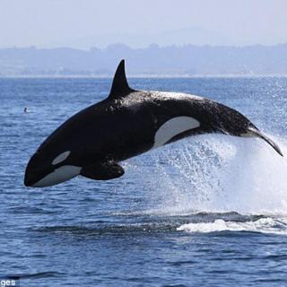 Orcas hunt 虎鲸出击